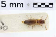 Foto (Dorsalansicht) von Drapetes haemorrhoidalis (NHMW-ZOO-COL-0010239)